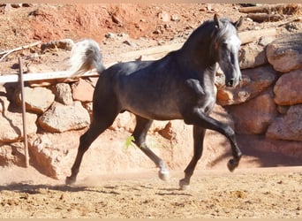 PRE, Hengst, 2 Jahre, 169 cm, Schimmel