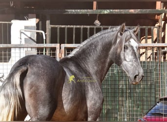 PRE, Hengst, 2 Jahre, 169 cm, Schimmel