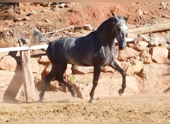 PRE, Hengst, 2 Jahre, 169 cm, Schimmel