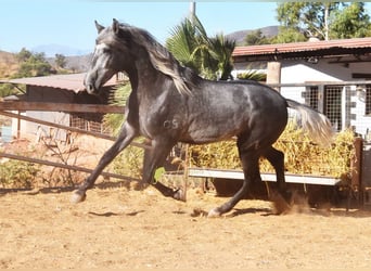 PRE, Hengst, 2 Jahre, 169 cm, Schimmel