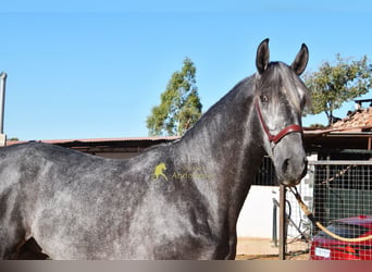 PRE, Hengst, 2 Jahre, 169 cm, Schimmel