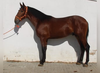 PRE Mix, Hengst, 2 Jahre, 170 cm, Brauner