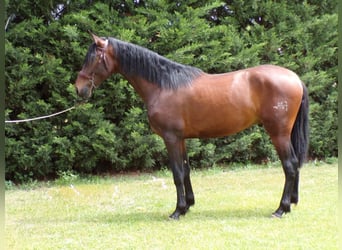 PRE, Hengst, 2 Jahre, 170 cm, Brauner