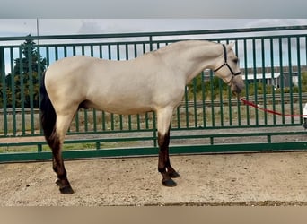 PRE Mix, Hengst, 2 Jahre, 170 cm, Buckskin