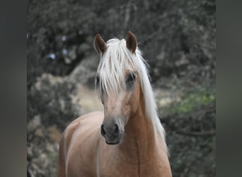 PRE Mix, Hengst, 2 Jahre, 170 cm, Palomino