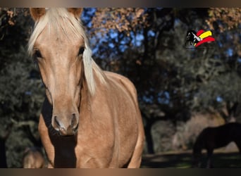 PRE, Hengst, 2 Jahre, 170 cm, Palomino