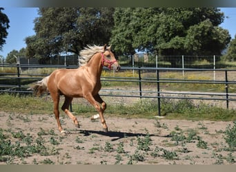 PRE, Hengst, 2 Jahre, 170 cm, Palomino