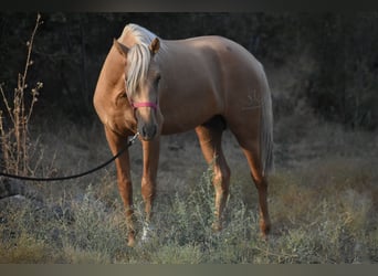 PRE, Hengst, 2 Jahre, 170 cm, Palomino