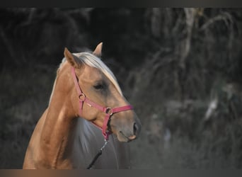 PRE, Hengst, 2 Jahre, 170 cm, Palomino