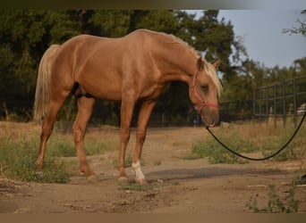 PRE, Hengst, 2 Jahre, 170 cm, Palomino