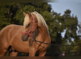 PRE, Hengst, 2 Jahre, 170 cm, Palomino