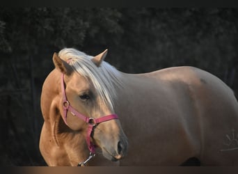 PRE, Hengst, 2 Jahre, 170 cm, Palomino
