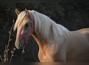 PRE, Hengst, 2 Jahre, 170 cm, Palomino
