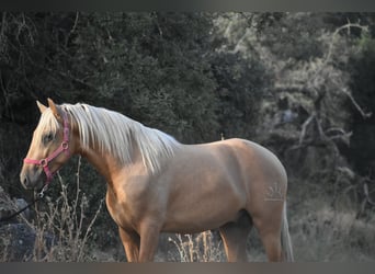 PRE, Hengst, 2 Jahre, 170 cm, Palomino