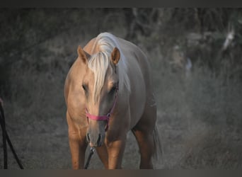PRE, Hengst, 2 Jahre, 170 cm, Palomino
