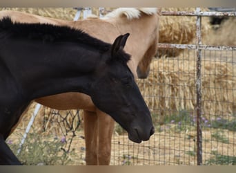 PRE, Hengst, 2 Jahre, 170 cm, Rappe