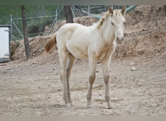 PRE, Hengst, 2 Jahre, 173 cm, Perlino