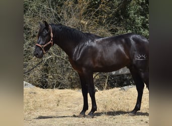 PRE, Hengst, 2 Jahre, 174 cm, Rappe