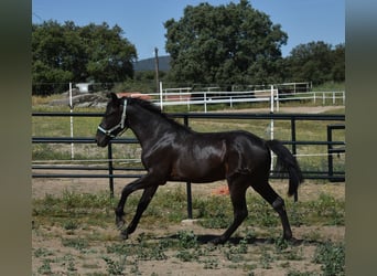 PRE, Hengst, 2 Jahre, 174 cm, Rappe