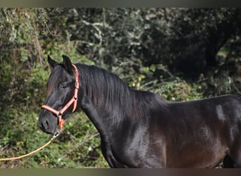 PRE, Hengst, 2 Jahre, 174 cm, Rappe