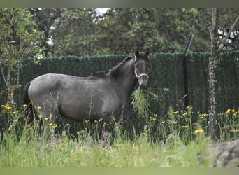 PRE Mix, Hengst, 2 Jahre, 174 cm, Schimmel