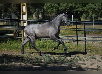PRE, Hengst, 2 Jahre, 174 cm, Schimmel