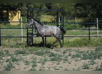 PRE, Hengst, 2 Jahre, 174 cm, Schimmel