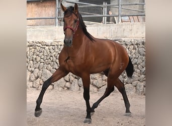 PRE Mix, Hengst, 2 Jahre, 175 cm, Brauner