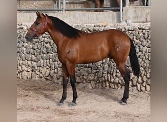 PRE Mix, Hengst, 2 Jahre, 175 cm, Brauner