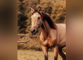 PRE, Hengst, 2 Jahre, Buckskin