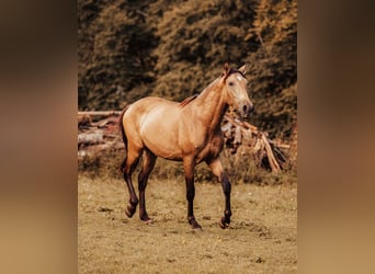 PRE, Hengst, 2 Jahre, Buckskin
