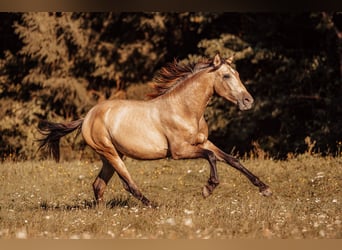 PRE, Hengst, 2 Jahre, Buckskin
