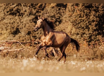 PRE, Hengst, 2 Jahre, Buckskin