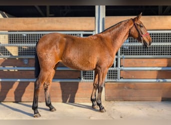 PRE Mix, Hengst, 2 Jahre