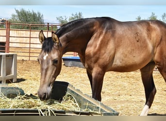 PRE, Hengst, 2 Jahre, Falbe