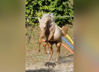 PRE, Hengst, 2 Jahre, Palomino