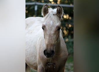 PRE, Hengst, 2 Jahre, Palomino