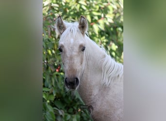 PRE, Hengst, 2 Jahre, Palomino