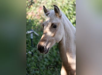 PRE, Hengst, 2 Jahre, Palomino