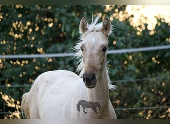 PRE, Hengst, 2 Jahre, Palomino