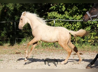 PRE, Hengst, 2 Jahre, Palomino