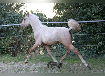 PRE, Hengst, 2 Jahre, Palomino