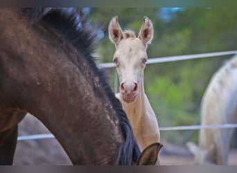 PRE, Hengst, 2 Jahre, Perlino