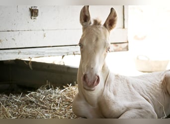 PRE, Hengst, 2 Jahre, Perlino