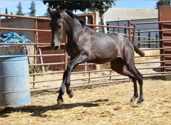 PRE, Hengst, 2 Jahre, Schimmel