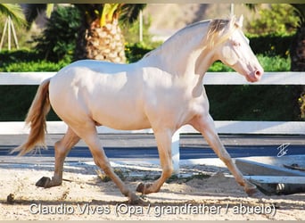 PRE, Hengst, 2 Jahre, Schimmel