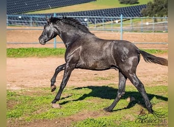 PRE, Hengst, 2 Jahre, Schimmel