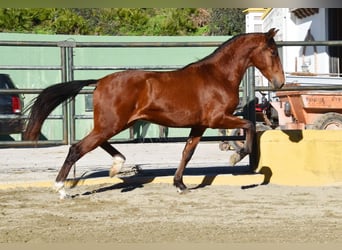 PRE Mix, Hengst, 3 Jaar, 148 cm, Bruin