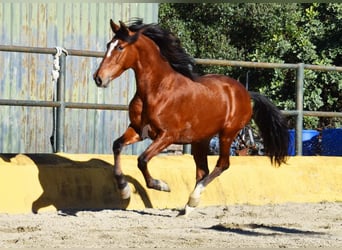PRE Mix, Hengst, 3 Jaar, 148 cm, Bruin