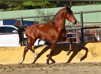 PRE Mix, Hengst, 3 Jaar, 148 cm, Bruin